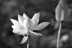 雪梁舎美術館　脇　蓮