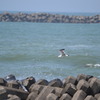 かもめと海