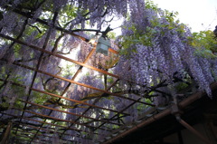 北方博物館　フジの花