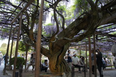 北方博物館　フジの花