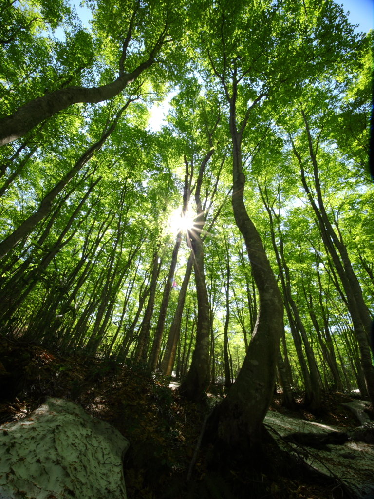 ブナ林in鳥海山