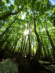 ブナ林in鳥海山
