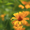 丘陵公園のお花たち６