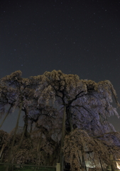 三春滝桜とお星さま1
