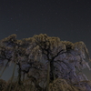 三春滝桜とお星さま1
