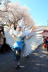 桜と白鷺の舞２
