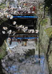 弥彦桜２