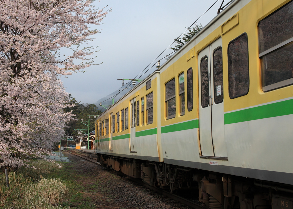 朝日を浴びた車窓も桜満開