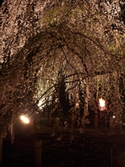 じゅんさい池公園　枝垂桜