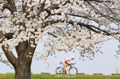 桜満開　サイクリングロード in遊水地