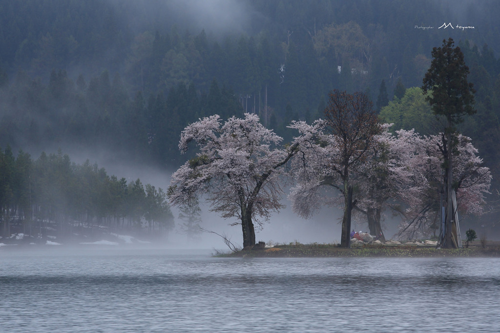 中子の桜ー４