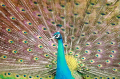 孔雀,Peacock
