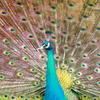 孔雀,Peacock