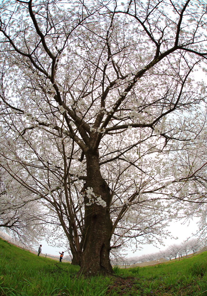 桜２
