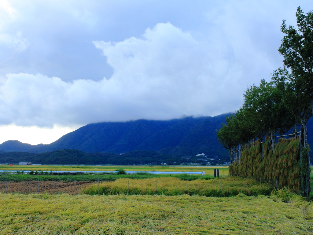 弥彦山、国上山と夏井のはさ木