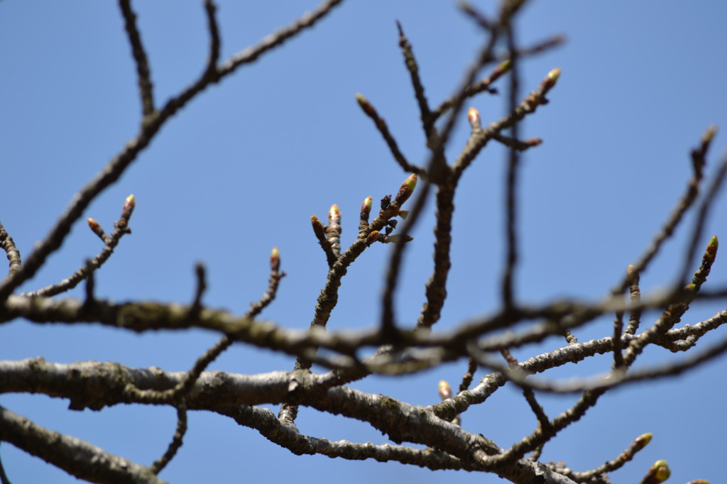 桜　つぼみ