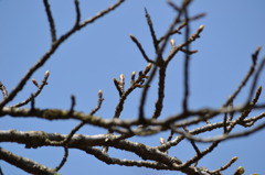 桜　つぼみ