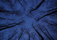 ブナ林と星