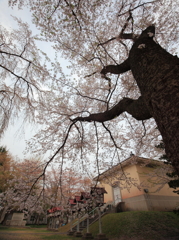 高田公園、しだれ桜