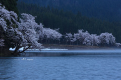 中子の桜ー３