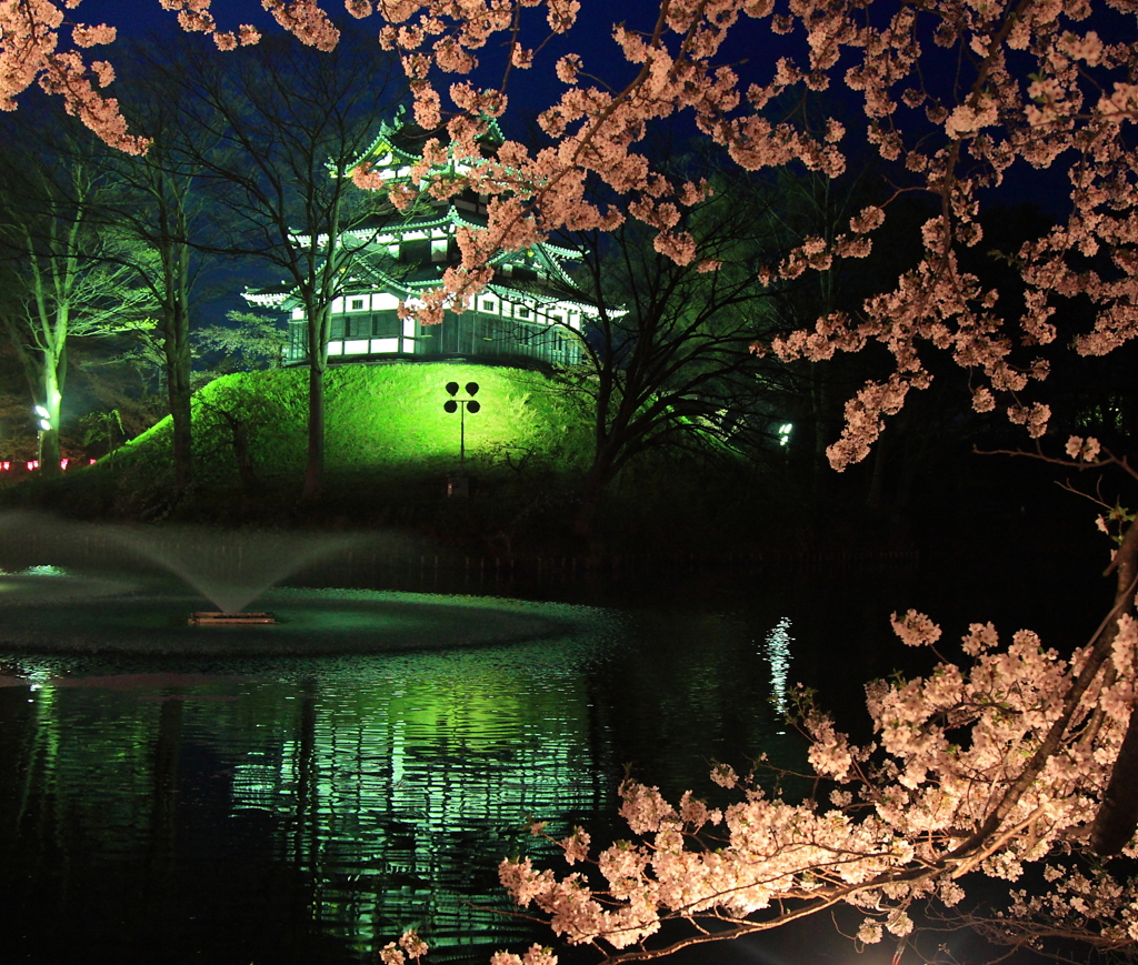 高田公園夜桜