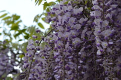 北方博物館　フジの花