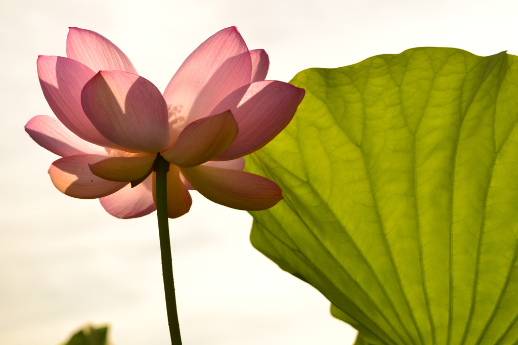 朝日を浴びた　蓮