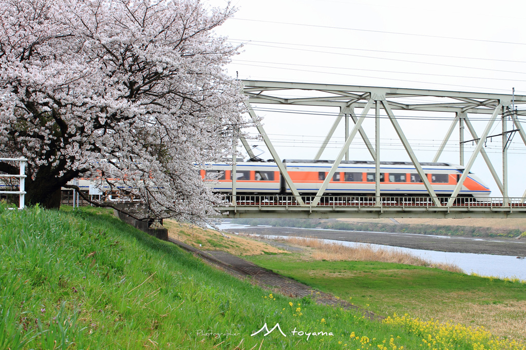 桜を駆け抜ける