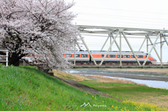 桜を駆け抜ける