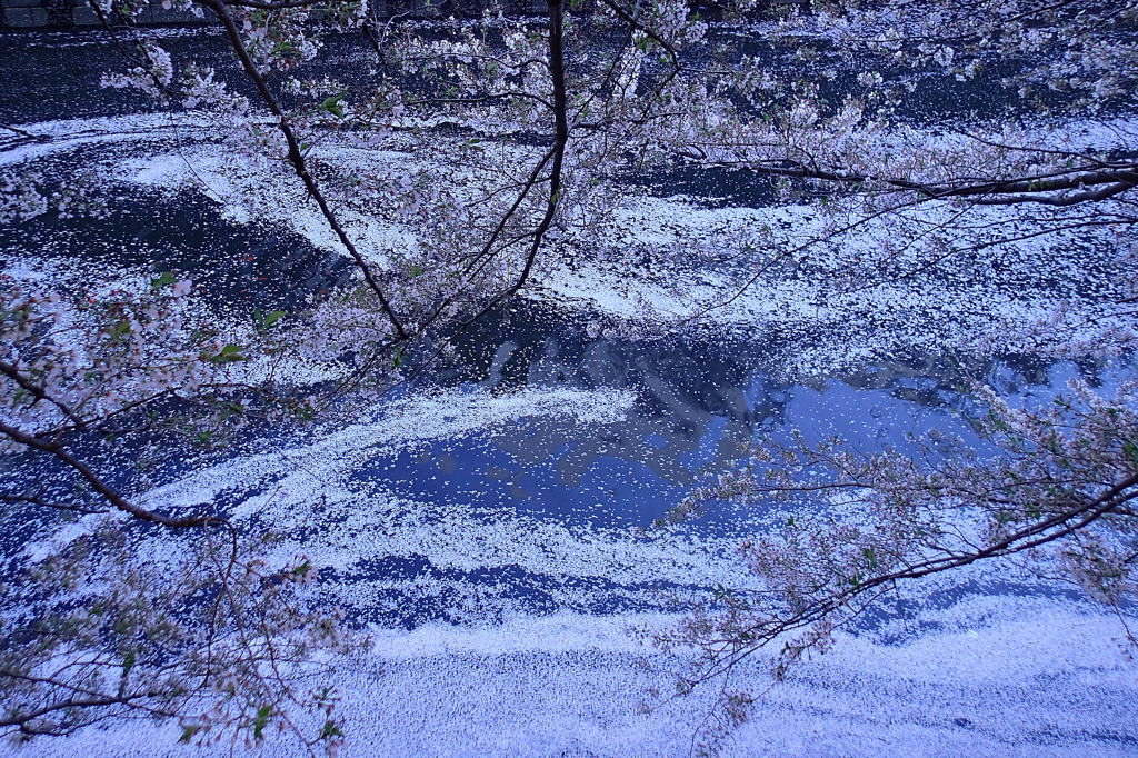 目黒川の桜１