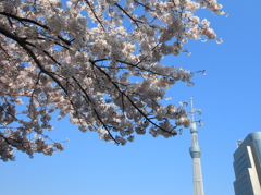 スカイツリー＆桜