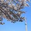 スカイツリー＆桜