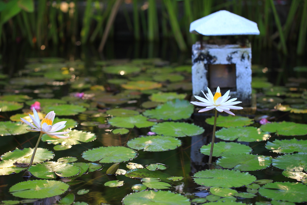 蓮in Bali