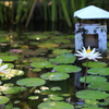 蓮in Bali