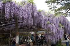 北方博物館　フジの花