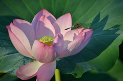 蓮＆とんぼ