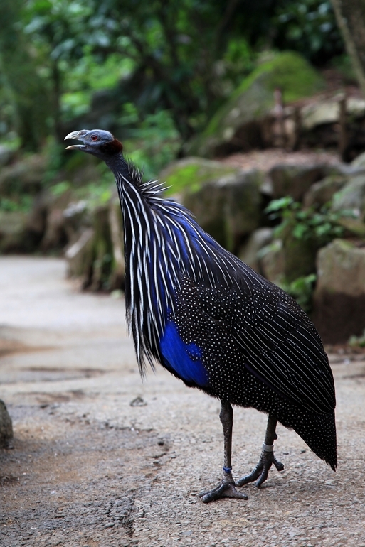 名前をしらない鳥