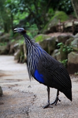 名前をしらない鳥