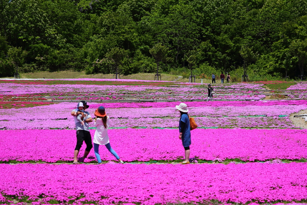 芝桜in堀之内ー５