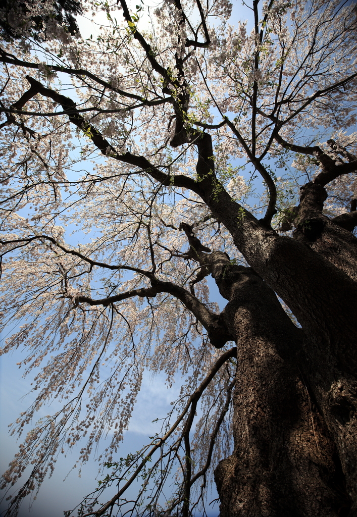 しだれ桜