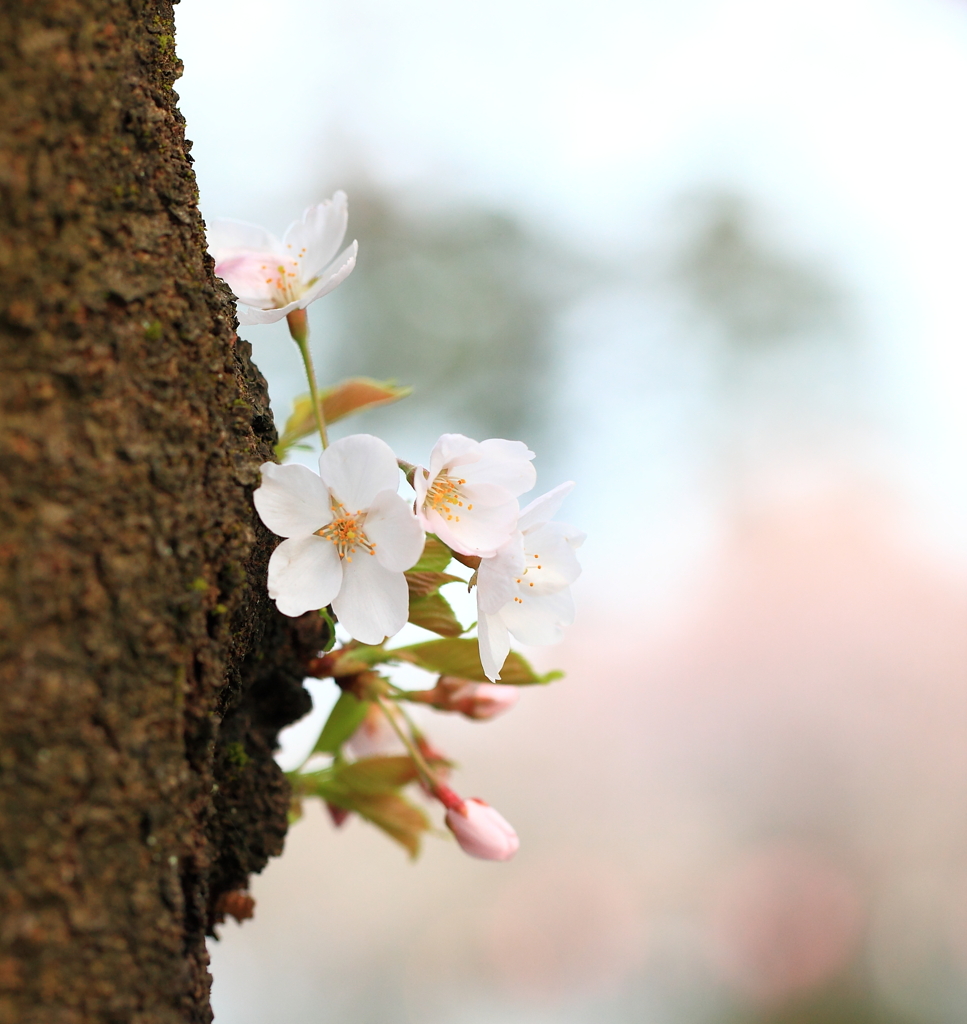  高田公園　桜UP