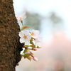  高田公園　桜UP