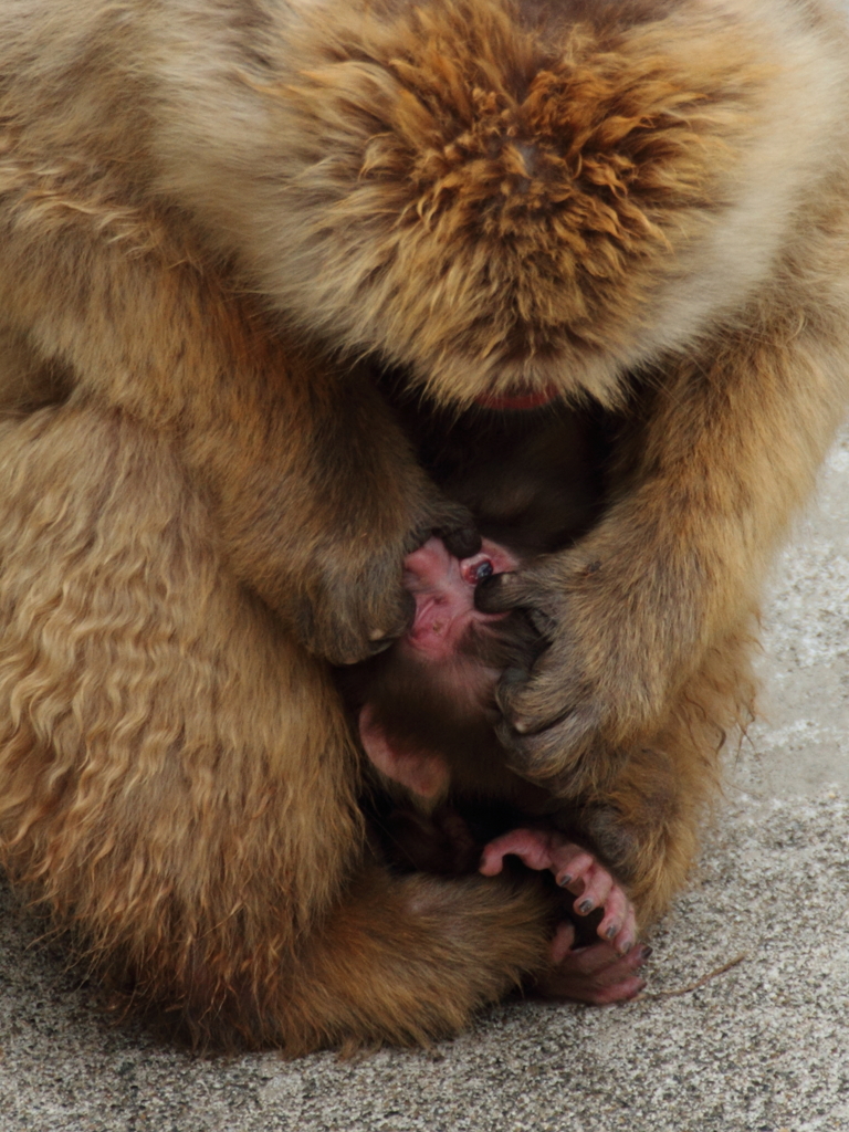 虐待？　これは目やに取り。