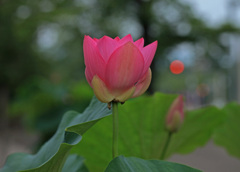 蓮