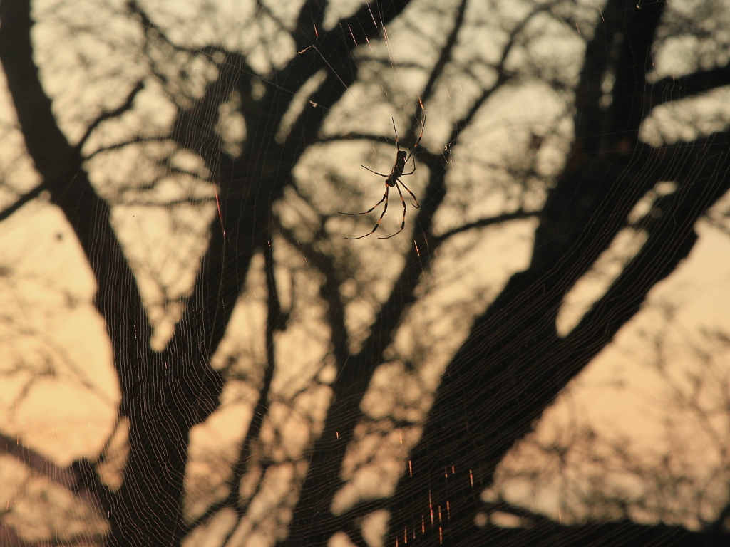 朝日の蜘蛛