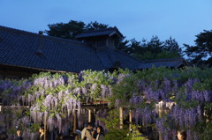 北方博物館　フジの花
