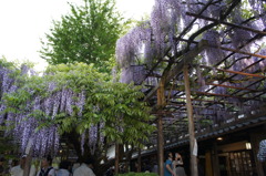 北方博物館　フジの花