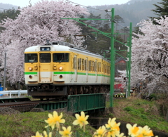 弥彦線　桜と水仙
