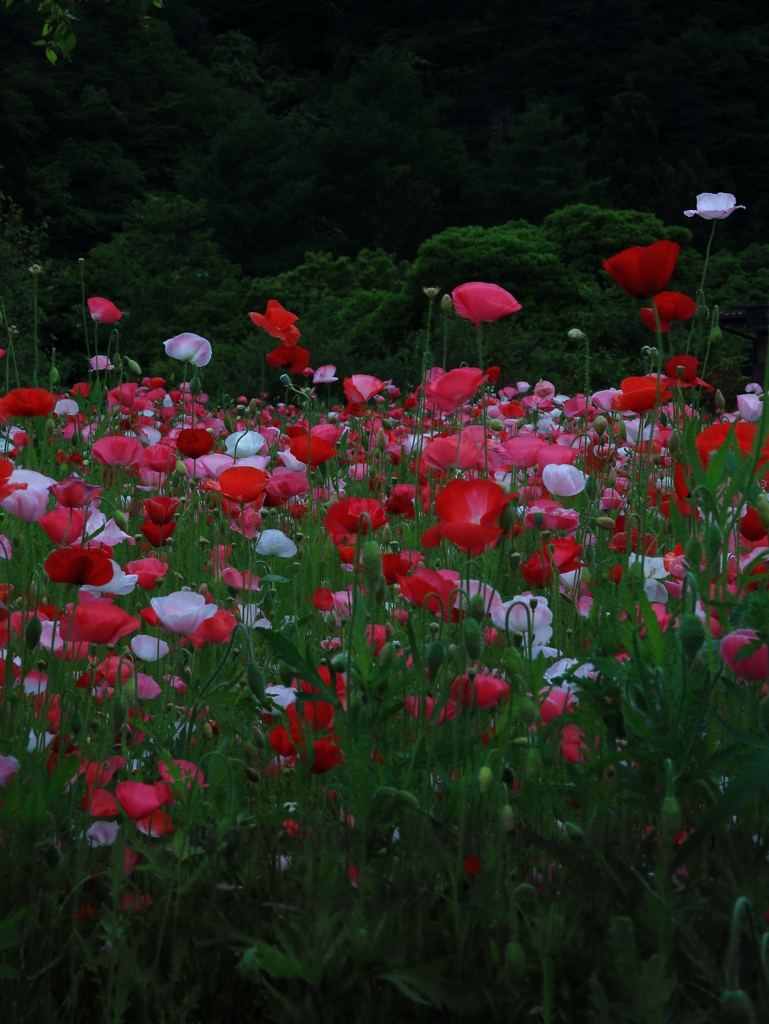 芥子の花満開