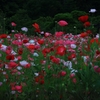 芥子の花満開